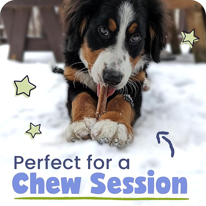 Pawstruck 12 Inch Bully Sticks for Medium & Large Dogs (5 Pack) - All Natural Beef Pizzle, Long Lasting, Rawhide-Free, Low Odor, Single Ingredient Dog Chews & Dental Treats