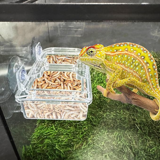 Hamiledyi Transparent Reptile Feeder with Suction Cup Separated Double Compartments Chameleon Bowl Gecko Live Worm Feeder Anti-Escape Reptile Supplies for Lizard Bearded Dragon (White, 2 Pcs)
