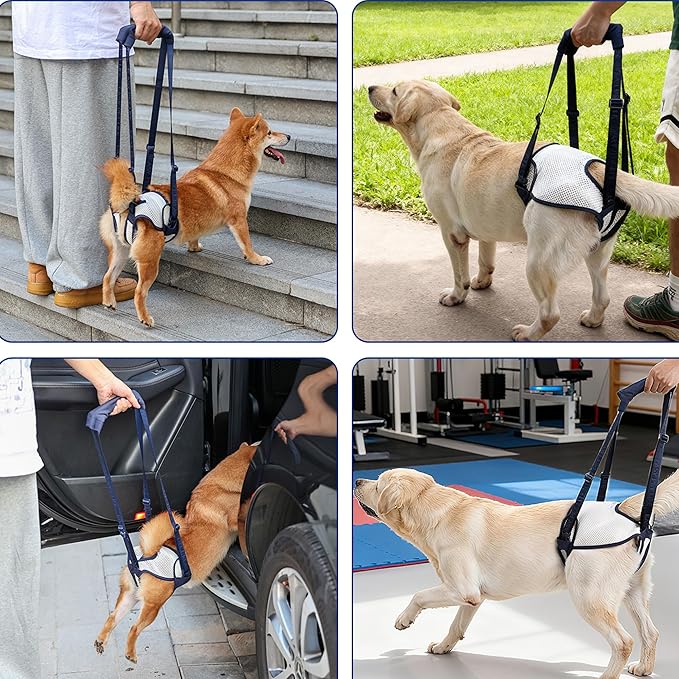 Dog Lift Harness for Back Legs - Adjustable Mobility Aid for IVDD/Paralyzed/Senior Dogs (3-in-1 Sling Design), Comfortable Leg Support, Instantly Help Your Dog Walk Again (Blue, L)