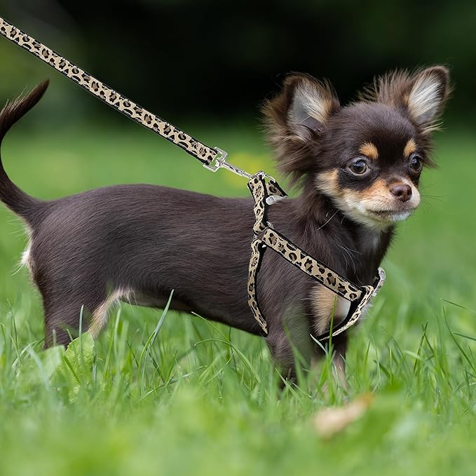 Mile High Life Leopard Dog Harness Collar Leash Set, Adjustable No Pull Dog Halter Harness for Small Breed Dogs, Easy Control for Training Walking (Black, XS Chest 9"-15", Neck 8"-12")