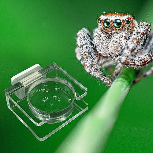 2 Pack Jumping Spider Feeding Dish - Transparent Acrylic Magnetic Tarantula Food Bowl and Water Dish - Enclosure Accessories for Small Spiders