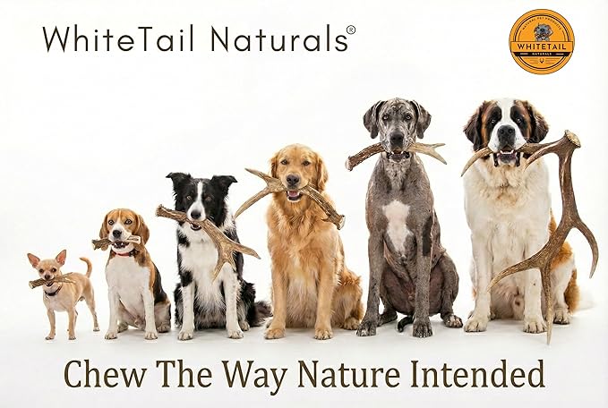 Whitetail Naturals Split Elk Antlers for Dogs (1 lb Bulk Pack) Premium Antler Chews for Medium to Large Dogs – Grade A, Wild Sourced & Naturally Shed (Approx. 4-5 Count)