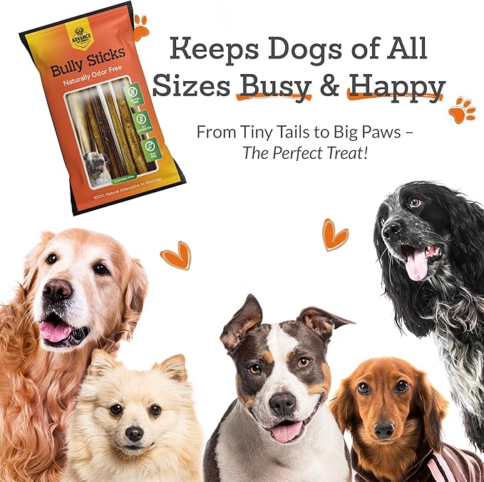 Advance Pet Products Premium 6 Inch Bully Sticks for Dogs (Pack of 100) – 100% Beef Dog Chews, Odor-Free, Long Lasting Treat for Aggressive Chewers, High Protein, Gluten & Rawhide Free, Easy to Digest