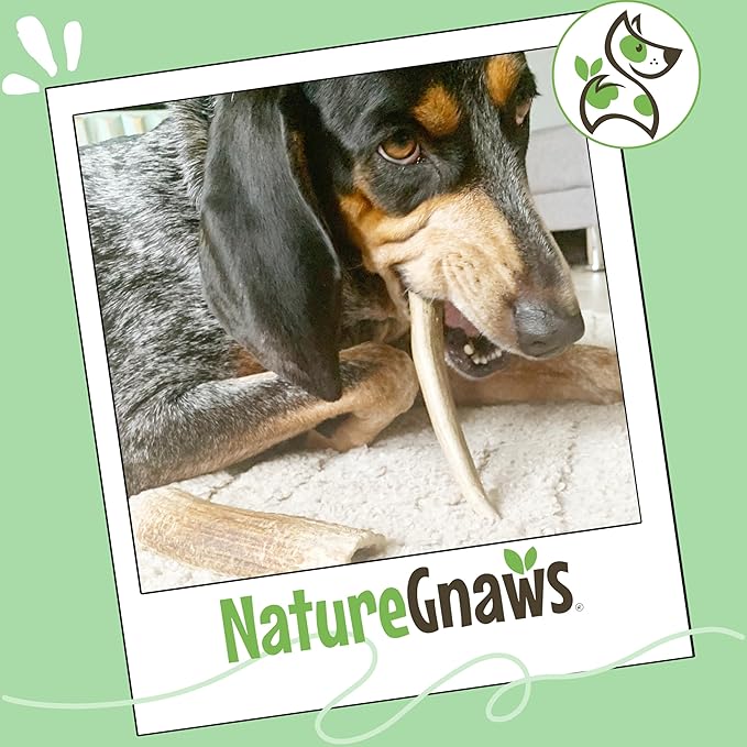 Nature Gnaws Antlers for Dogs (8oz) - Mix of Elk and Deer Antler - Variety of Split and Whole Pieces - Long Lasting for Aggressive Chewers and Large Dogs