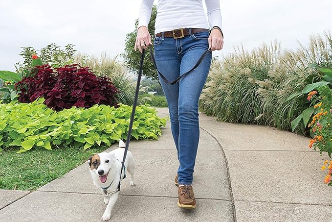 PetSafe 3 in 1 No-Pull Dog Harness for Small Dogs - Walk, Train or Travel - Helps Pets from Pulling on Walks - Seatbelt Loop Doubles as Quick Access Handle - Reflective- Small, Teal