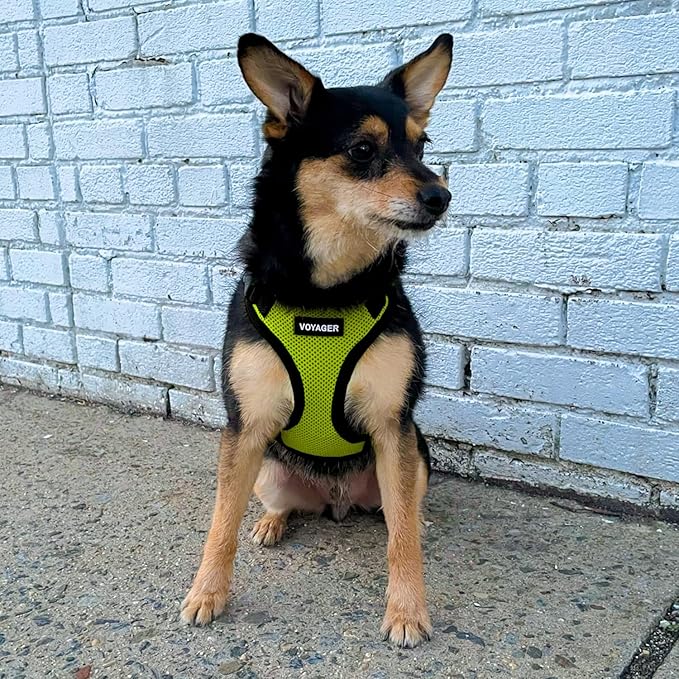 Best Pet Supplies Voyager Step-in Lock Pet Harness w Reflective Pet Leash Combo Set with Neoprene Handle 5ft - Supports Small, Medium and Large Breed Puppies/Cats - Lime Green/Black Trim, S