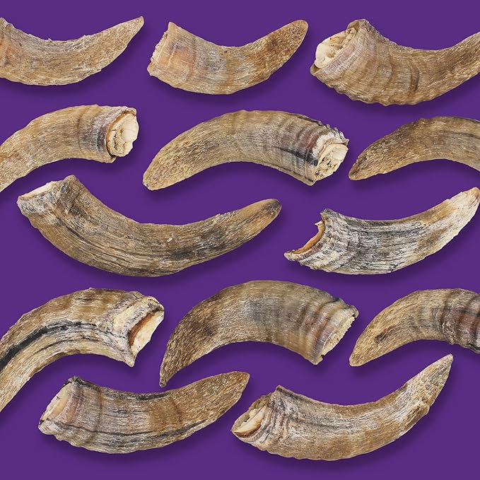Icelandic+ Lamb Horn with Marrow - Small - 4-5.5" Dog Chew, Long-Lasting Treat, Puppy-Small Dogs, Keratin, All-Natural, Pet Snack, Edible & Digestible