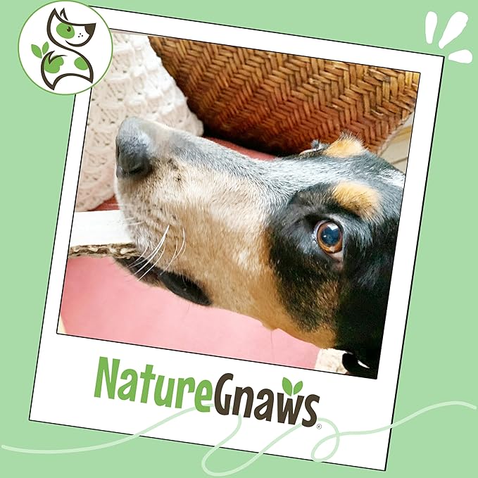 Nature Gnaws Antlers for Dogs (1Lb) - Mix of Elk and Deer Antler - Variety of Split and Whole Pieces - Long Lasting for Aggressive Chewers and Large Dogs (Packing May Vary)