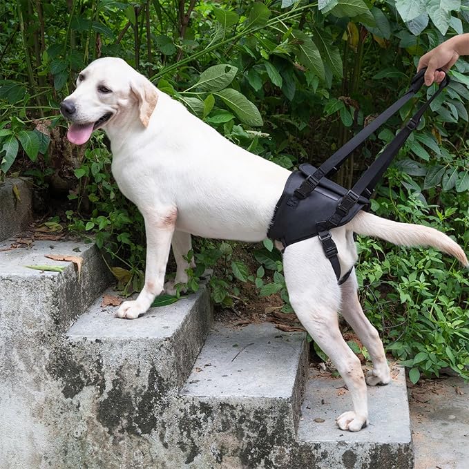 Dog Lift Harness, Dog Sling for Large Dogs Hind Leg Support, Adjustable Soft Padded Rehab Harness for Weak Rear Legs Elderly Injured Disabled Arthritic Dogs