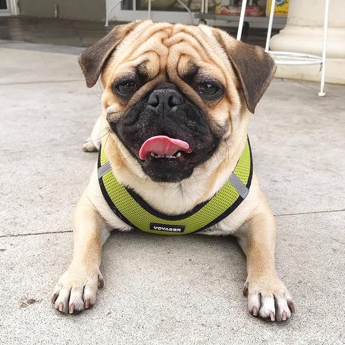 Best Pet Supplies Voyager Step-in Air All Weather Mesh Harness and Reflective Dog 5ft Leash Combo with Neoprene Handle, for Small, Medium and Large Breed Puppies - Set (Lime/Black Trim), XX-Small