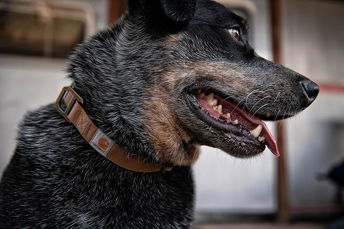 Carhartt Nylon Duck Dog Collar, Fully Adjustable Durable 2-Ply Cordura Nylon Canvas Collars for Dogs, Carhartt Brown, Medium