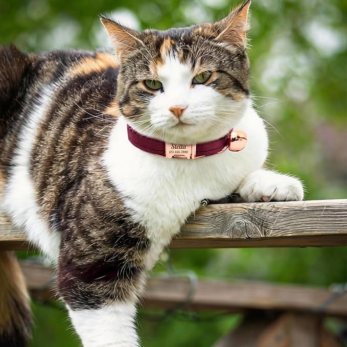 Personalized Non-Breakaway Cat Collar with Name, Luxury Soft Velvet Custom Engraved Name Collar with Bell for Kittens & Cats (Black, S (6.5-10.5 inches))