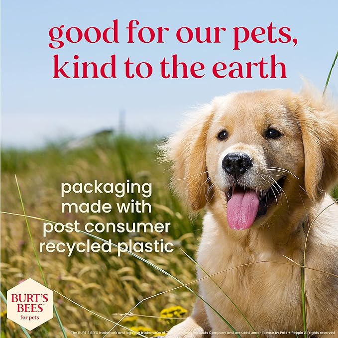 BURT'S BEES FOR PETS Dental Treats for Dogs with Manuka Honey & Ginger, Holistic, Plant-Based Oral Care, 98% Natural Origin Formulas, Peppermint Flavor, Dog Treats Small Dogs, Sz Sm 10ct, 7.4 oz