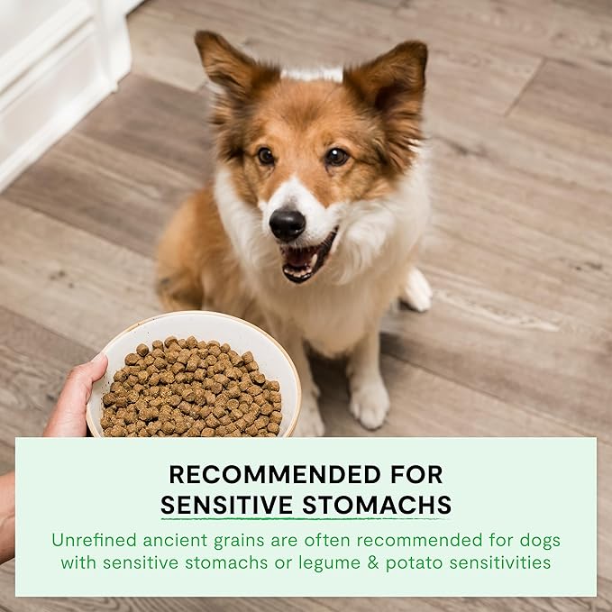 Open Farm, Ancient Grains Dry Dog Food, Protein-Rich & Nutrient Dense, 90% Animal Protein Mixed with Non-GMO Fruits, Veggies and Superfoods, Grass-Fed Beef Recipe, 11lb Bag
