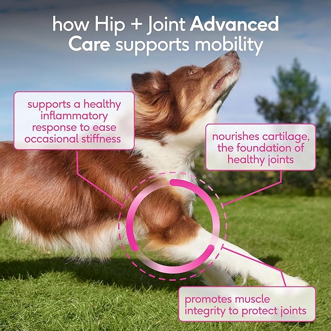 Native Pet Hip & Joint Advanced Care Dog Joint Supplement Powder for Mobility & Movement Support, Joint Supplement for Dogs with HMB, UC-II Collagen, Green Lipped Mussel & Hyaluronic Acid-120 Scoops