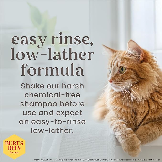BURT'S BEES FOR PETS Hypoallergenic Cat Shampoo with Shea Butter and Honey, Gentle Kitten Shampoo for Indoor Cats with Dry or Sensitive Skin, Cat Bathing Supplies, 10 Fl Oz - 2 Pack
