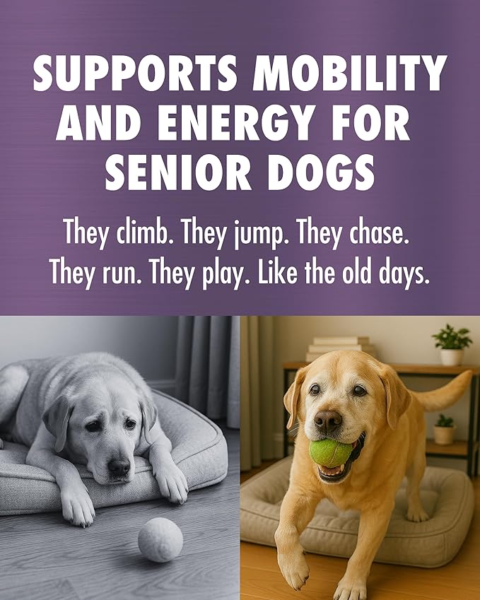 HEALTH DIRECT – RenuVite 4 Dogs | Hip & Joint Supplement for Senior Dogs | Supports Mobility & Energy | Anivestin, Collagen, Aronia Berry, DHEA | 20-120 Servings, 60 Capsules
