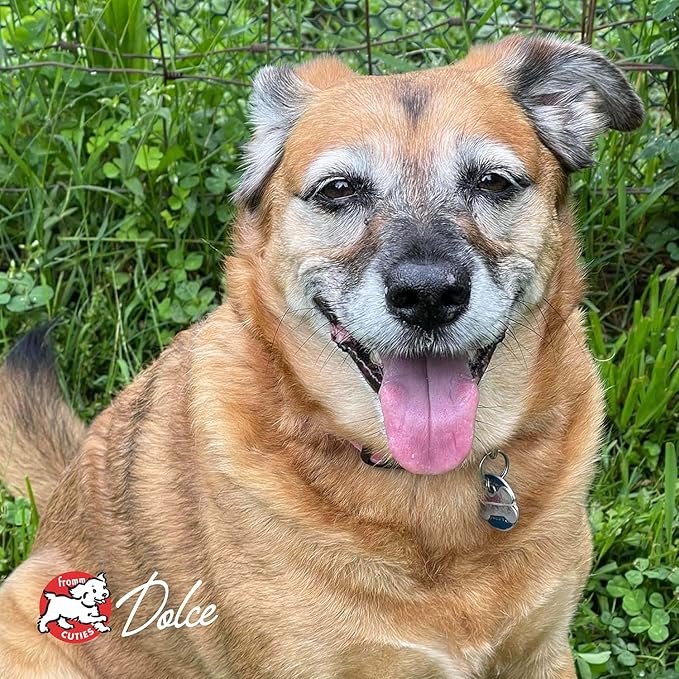 Fromm Reduced Activity Senior Gold Premium Dog Food - Senior Dry Dog Food for Medium & Small Breeds - Chicken Recipe - 5 lb