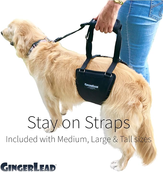 GINGERLEAD Dog Sling Support Harness, LG Female fits Big Dogs Over 65 lbs. Padded Rear Lift with Integrated Leash to Assist Senior K9s, or Recovery from Knee/TPLO, Hip or Back Surgery. Made in U.S.A.