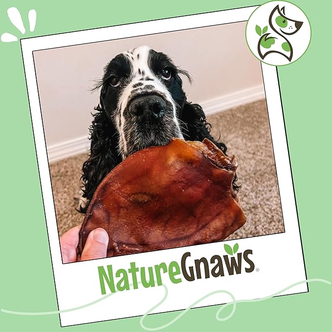 Nature Gnaws USA Pig Ears for Dogs (10 Count) - Thick Long Lasting for Aggressive Chewers and Large Dogs - Premium Natural Pork Dog Chew Bones - Rawhide Free