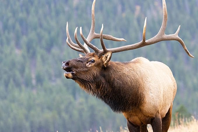 Elk Antlers for Dogs – Jumbo Whole, Durable Chew for Aggressive Chewers, USA Sourced, Naturally Shed & Ethically Harvested.