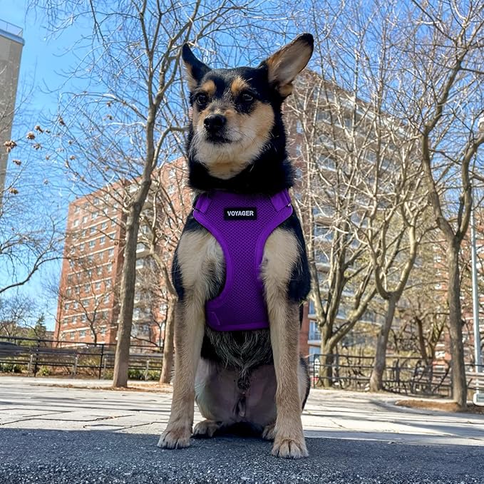 Best Pet Supplies Voyager Step-in Lock Pet Harness w Reflective Pet Leash Combo Set with Neoprene Handle 5ft - Supports Small, Medium and Large Breed Puppies/Cats - Purple, XL