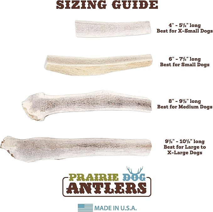 Prairie Dog Antlers | North American Split Antler | Large | Naturally Shed | Hand Harvested | Nutrient Rich | 6-7.5 inches long