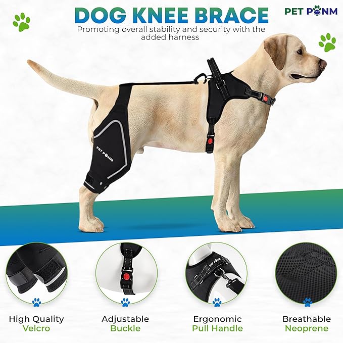 Comfortable Dog Knee Brace for Both Hind Legs with Harness - for ACL Tear, Luxating Patellae, Osteoarthritis & Instability - for Recovery & Injury Prevention in Active/Aging Dogs - (Large)