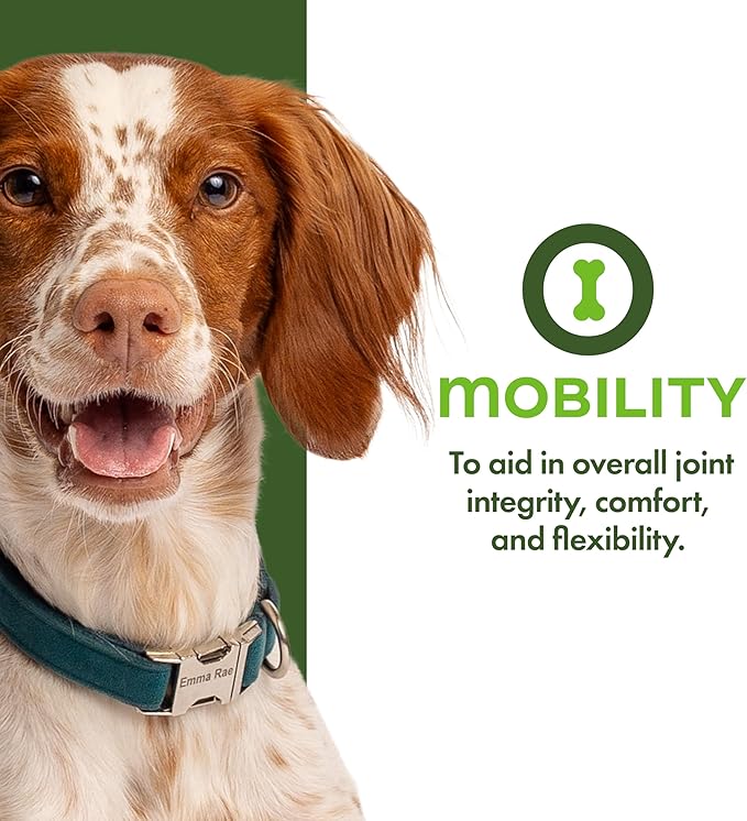Fromm Family Nutritionals Mobility Dog Treats - Premium Dog Treats for Joint Integrity, Comfort, & Flexibility - Contains Glucosamine, Chondroitin, Eggshell Meal, & Green Lipped Mussels - 6 oz