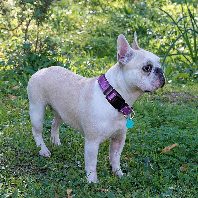 Reflective Dog Collar Padded with Soft Neoprene Breathable Adjustable Nylon Dog Collars for Small Medium Large Dogs (X-Small (Pack of 1), Purple Collar+Leash)