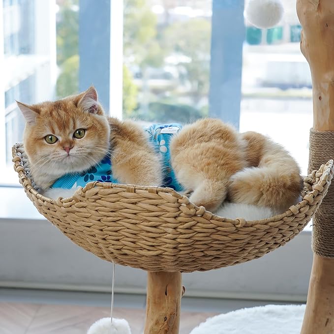 Cat Recovery Suit – Soft, Breathable Onesie for Female & Male Pets After Surgery, Spay, Neuter or Wounds, Surgery Outfit, Cone Alternative, Litter Access, Machine Washable, Blue Paw Print