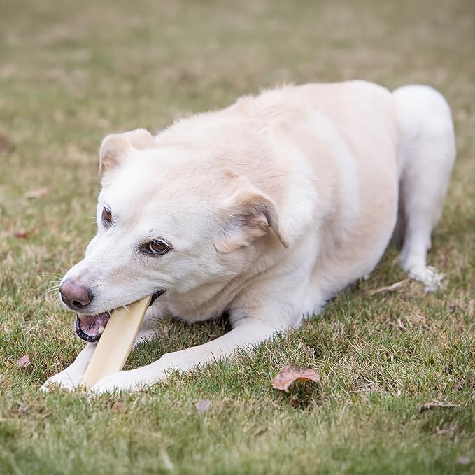 KATHMANDU'S Authentic Yak Cheese Himalayan Dog Chews - All Natural and Protein-Rich Nutrition Dog Treats, Long Lasting Chews for Aggressive Chewers, Odor Free Yak Chew | Small/Medium (Pack of 2)