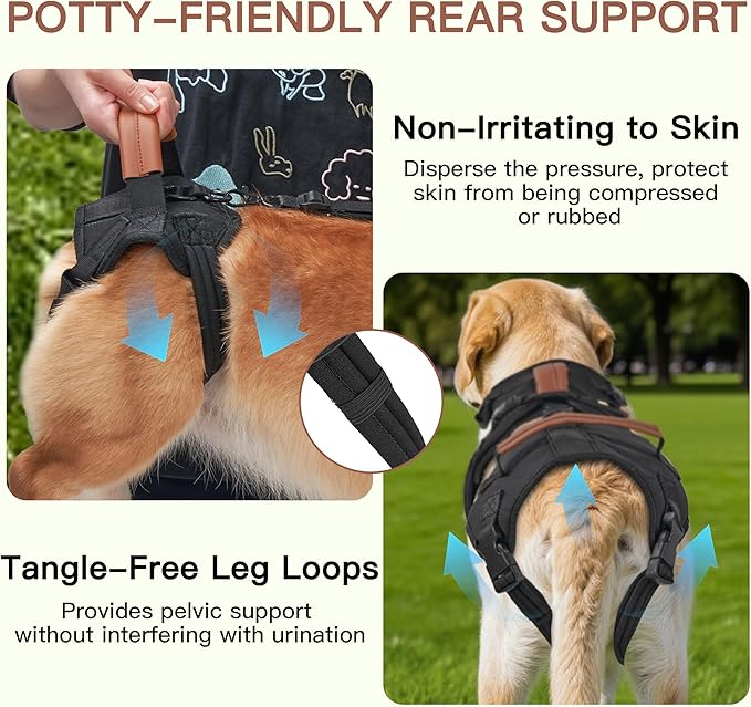 Dog Lift Harness, Full Body Dog Harness with Handle for Lifting, Front/Back Leg Support, Prevent Chafing Pee-Able Design, 2-in-1 Detachable Dog Assist Harness for Senior Disabled Dogs Up to 40lb (M)