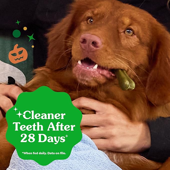 Greenies Veterinarian-Recommended, Limited-Edition Natural Dental Dog Treats Large Size, Pumpkin Spice Flavor, 12 oz. Pack, 8 Count