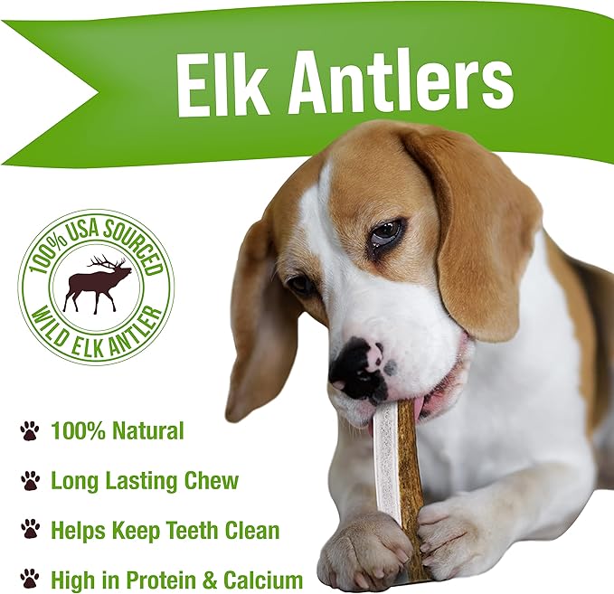 Buck Bone Organics Dog Chews, Elk Antlers for Dogs, Long Lasting Dog Bones for Aggressive Chewers, All Natural, No Preservatives, Wild Shed in The USA (Medium 2 Pack)