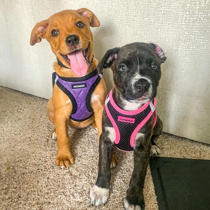 Best Pet Supplies - All Weather Plush, Reflective, No Pull Harness for Small, Medium Dogs, Cats - Secure with Hook & Loop Fastener, Buckle, Double D-Rings - Purple Faux Leather, XS