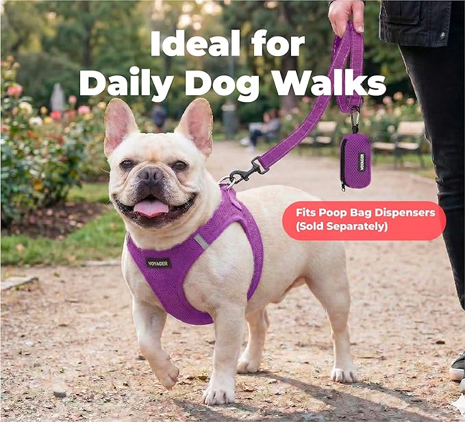 Best Pet Supplies Voyager Reflective Dog Leash or Collar with Neoprene Handle, for Small, Medium, and Large Breed Puppies, Cute and Heavy Duty for Walking, Running and Training - Purple (Leash), S