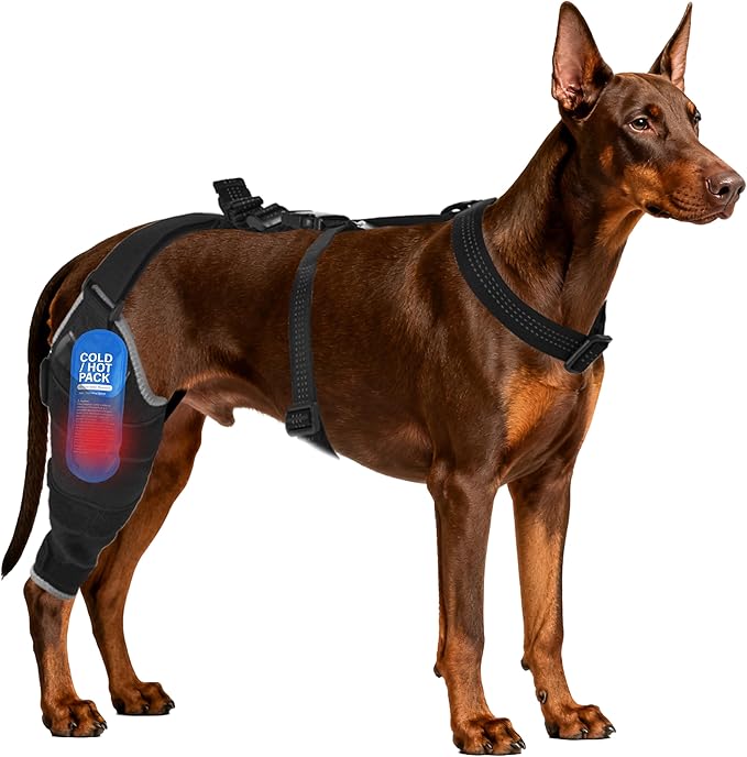 Dog Knee Brace for Back Leg - Adjustable Breathable Canine Leg Wrap with Hot & Cold Gel Packs - Supports Large & Medium Dogs with Arthritis, Hip Dysplasia, ACL Injuries, Right Hind Leg (XL)