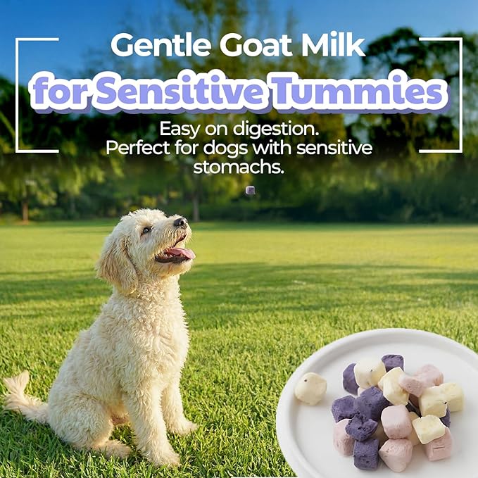 Freeze-Dried Goat Milk Dog Treats with Sweet Potato, Limited Ingredient Snack & Topper, Made in Korea, 1.76 oz (50g) (Blueberry)