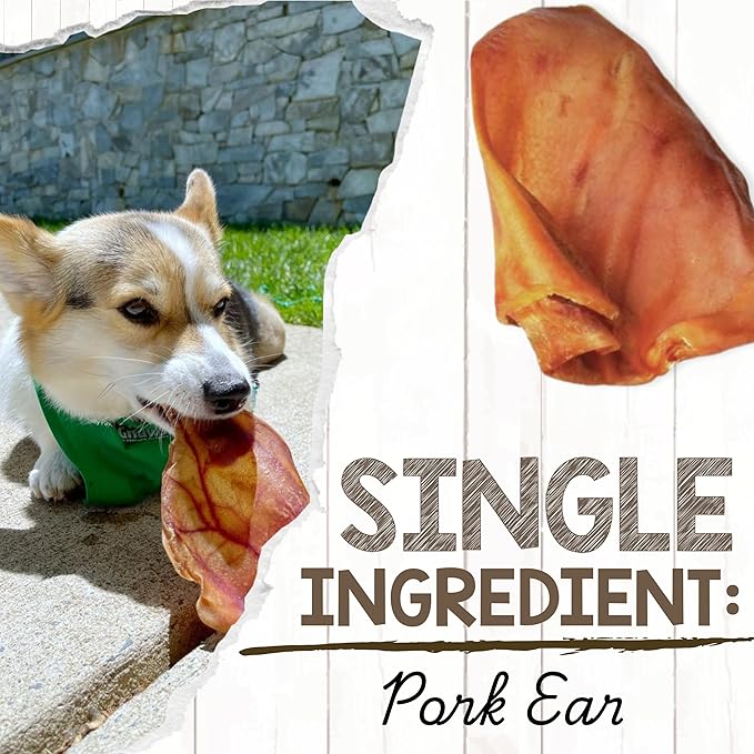 Nature Gnaws Pig Ears for Dogs (15 Count) - Thick Long Lasting for Aggressive Chewers and Large Dogs - Natural Pork Dog Chew Bones - Rawhide Free
