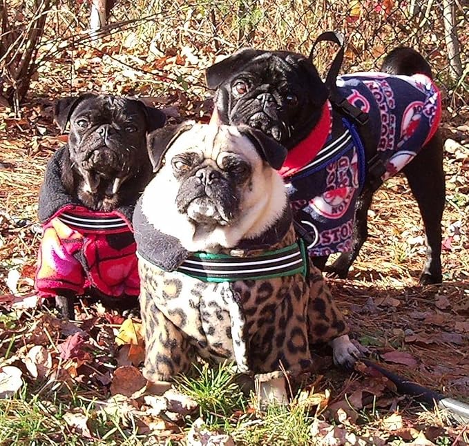 ComfortFlex Sport Dog Harness – No-Choke, Fully Padded, Non-Chafing Harness with Control Handle – Reflective, Lightweight, Adjustable for Active Dogs - Small/Medium, Mariner Blue
