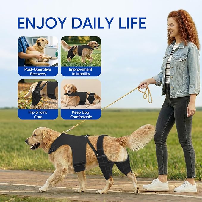 Dog Knee Brace for Torn ACL Hind Legs with Vest, Adjustable Dog Leg Brace with 4 Stabilizers, Hip Support to Reduce Pain, CCL Tear Recovery & Arthritis Ligament Injuries & Luxating Patella (Medium)