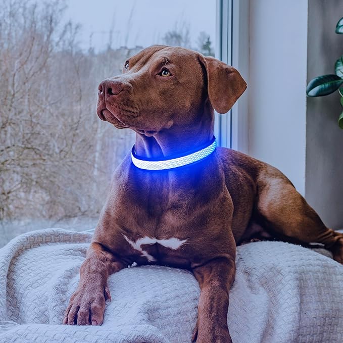 Flashseen LED Dog Collar, Light Up Dog Collar USB Rechargeable, Brightest Dog Lights for Night Walking, Adjustable Dog Collar Light for Dog Safety (Blue, Large)