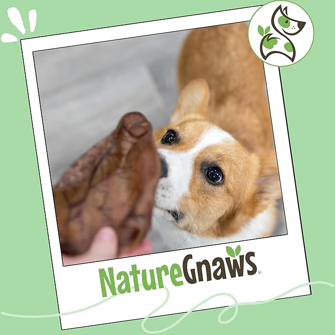 Nature Gnaws Pig Ears for Dogs (15 Count) - Thick Long Lasting for Aggressive Chewers and Large Dogs - Natural Pork Dog Chew Bones - Rawhide Free