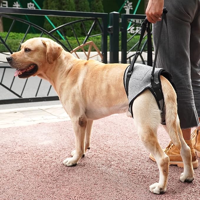 Dotoner Dog Sling for Large Dogs Hind Leg Support to Help Rehabilitate the Hind Limbs of Elderly Dogs with Weak Hind Legs Disabilities and Injuries Dog Harness Helps Arthritis ACL Recovery (L, Grey)
