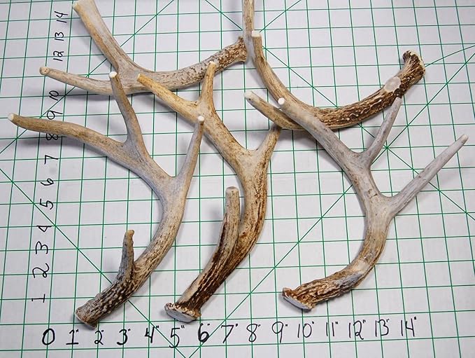 Whitetail Deer Antler Dog Chew, Medium, 8 Inches to 13 Inches Long, Natural, Healthy Long-Lasting Treat. for Medium to Large Size Dogs and Puppies.