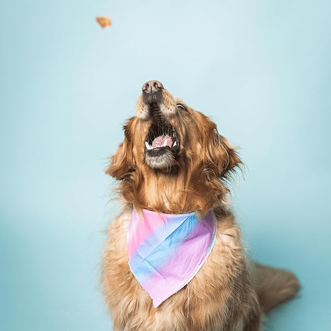Bundle x Joy Ride & Vibe Salmon Jerky for Dogs - 16 Oz Bag, Natural Superfood - Corn, Poultry, Soy & Grain Free Salmon Dog Treats Made in USA Only