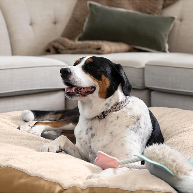 JAXX Robbi Dog Bed Bean Bag – Round Bed with Machine Washable Cover and No-Slip Base - Supportive Memory Foam for Senior Dogs & Joint Pain Relief - Ultimate Comfort & Luxury - Large, Cloud/Beige