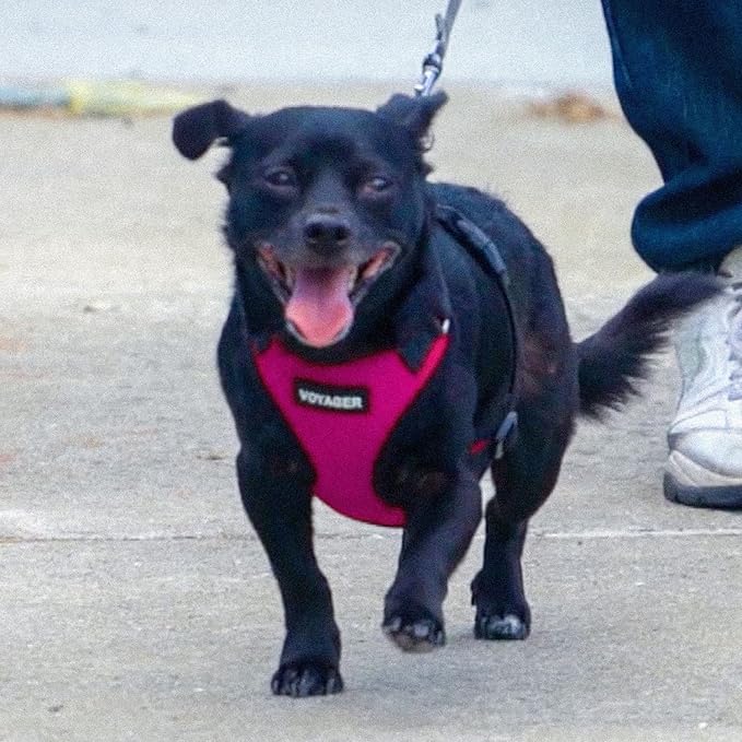 Best Pet Supplies Voyager Step-in Lock Pet Harness w Reflective Pet Leash Combo Set with Neoprene Handle 5ft - Supports Small, Medium and Large Breed Puppies/Cats - Fuchsia/Black Trim Set, L