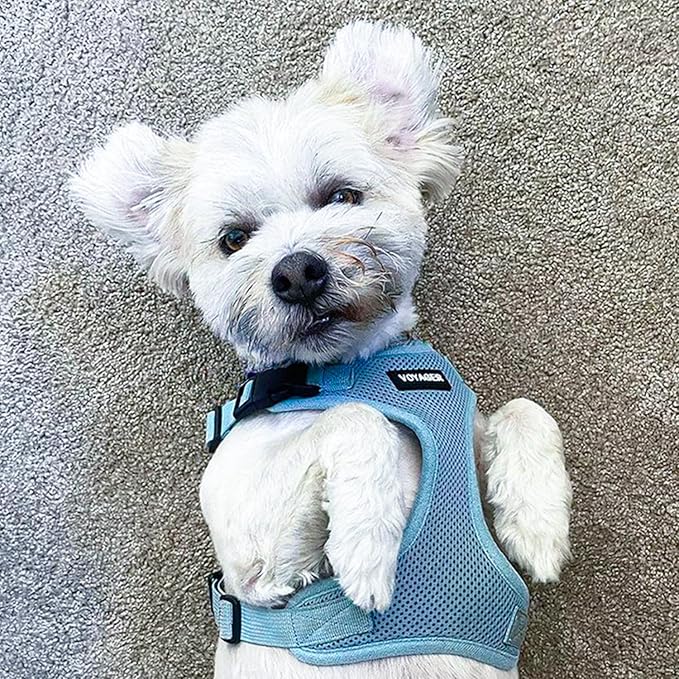 Voyager Step-in Pet Harness - All Weather Mesh, Adjustable Step in Harness for Cats and Dogs by Best Pet Supplies - Baby Blue, L